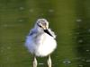 Avocette Elegante